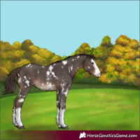 Horse Color:White Spotted Liver Chestnut Sabino Splash