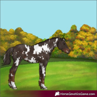 Horse Color:White Spotted Liver Chestnut 