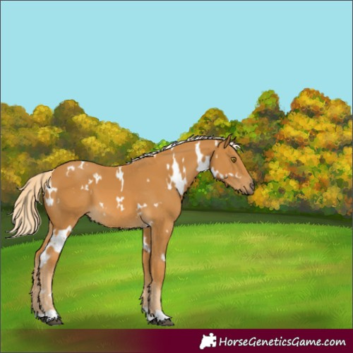 Horse Color:White Spotted Palomino 