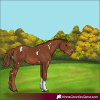 Horse Color:White Spotted Chestnut Tobiano 