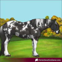 Horse Color:White Spotted Liver Chestnut Tobiano 