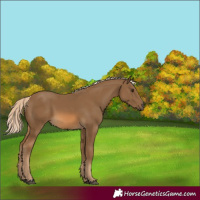 Horse Color:Chocolate Palomino