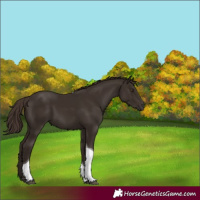 Horse Color:Liver Chestnut Tobiano 