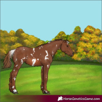 Horse Color:White Spotted Chestnut