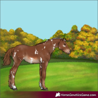 Horse Color:White Spotted Chestnut Tobiano 