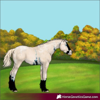 Horse Color:Palomino Ice Pearl Sabino Splash 