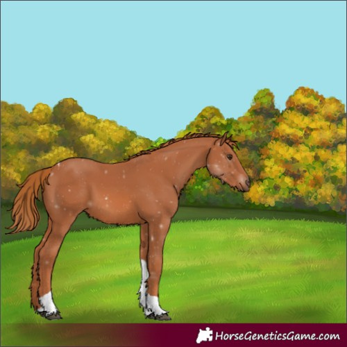 Horse Color:Chestnut Tobiano 
