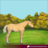 Horse Color:Palomino 
