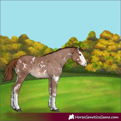 Horse Color:White Spotted Chestnut Splash
