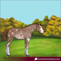 Horse Color:White Spotted Chestnut Splash
