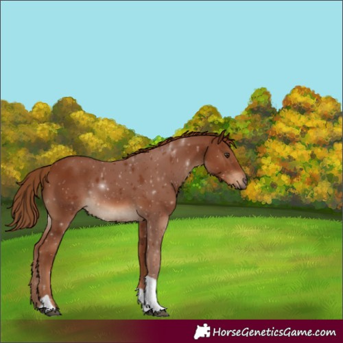 Horse Color:Chestnut Tobiano 