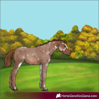 Horse Color:White Spotted Chestnut 