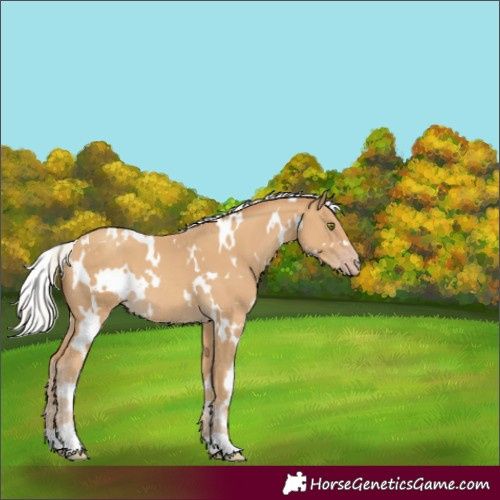 Horse Color:White Spotted Silver Classic Cream Champagne 