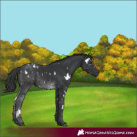 Horse Color:White Spotted Black 