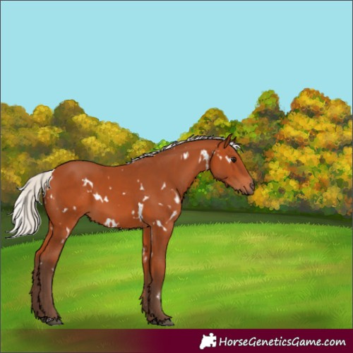 Horse Color:White Spotted Silver Bay