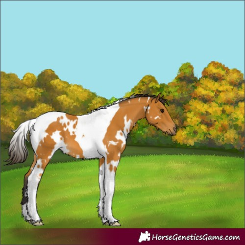 Horse Color:White Spotted Buckskin Tobiano 