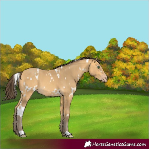 Horse Color:White Spotted Amber Cream Champagne