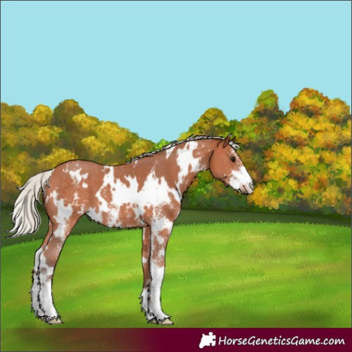 Horse Color:White Spotted Silver Bay Sabino 