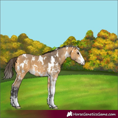 Horse Color:White Spotted Buckskin Sabino