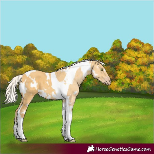 Horse Color:White Spotted Silver Classic Cream Champagne Tobiano
