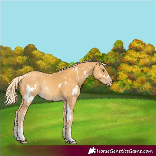 Horse Color:White Spotted Gold Cream Champagne
