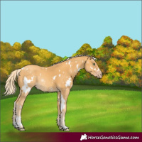 Horse Color:White Spotted Gold Cream Champagne 