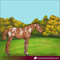 Horse Color:White Spotted Chestnut 