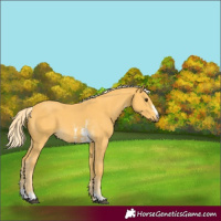 Horse Color:Palomino Sabino