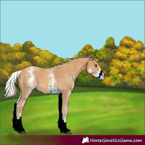 Horse Color:White Spotted Palomino Sabino 