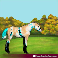 Horse Color:White Spotted Palomino