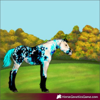 Horse Color:White Spotted Palomino Sabino Appaloosa 