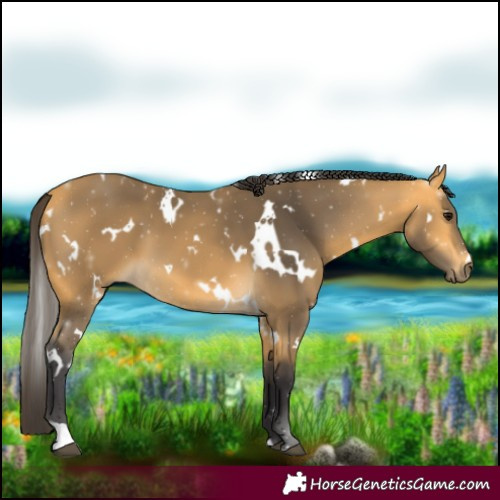 Horse Color:White Spotted Buckskin