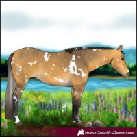 Horse Color:White Spotted Buckskin