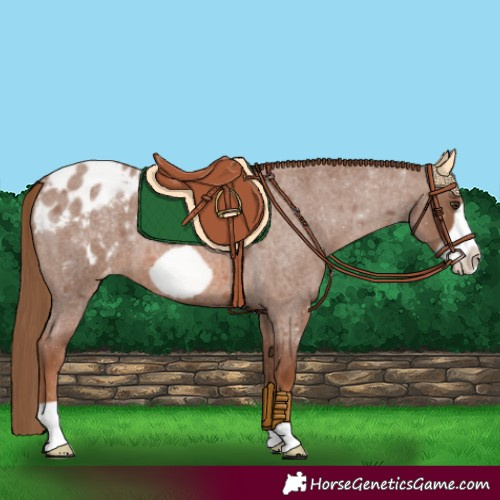 Horse Color:Red Roan Frame Appaloosa 