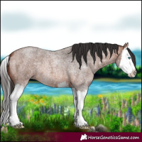 Horse Color:Bay Roan Splash 