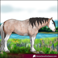 Horse Color:Bay Roan Splash 