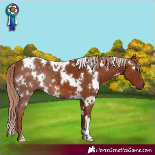 Horse Color:White Spotted Chestnut 