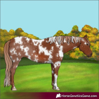 Horse Color:White Spotted Chestnut 