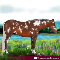 Horse Color:White Spotted Silver Brown