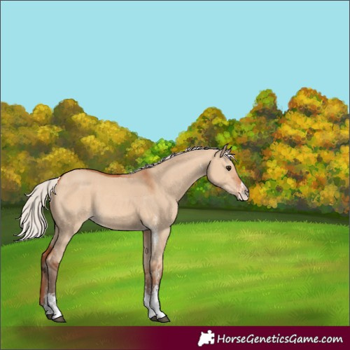Horse Color:Silver Bay Dun Sabino 