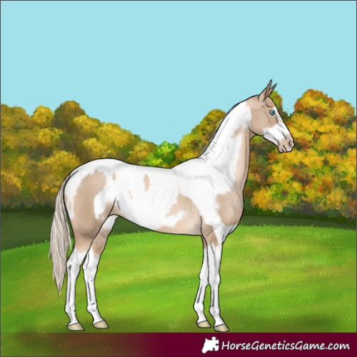 Horse Color:Chocolate Palomino Pearl Tobiano Frame Rabicano and Chocolate Palomino Pearl Tobiano Frame Rabicano