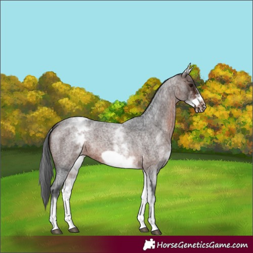 Horse Color:White Spotted Brown Roan Frame