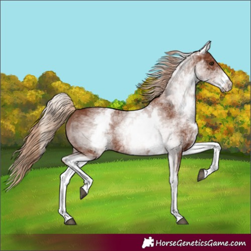 Horse Color:White Spotted Chestnut 