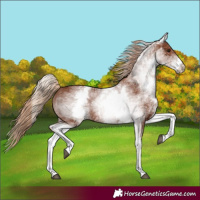 Horse Color:White Spotted Chestnut 