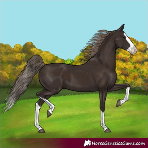 Horse Color:Liver Chestnut Splash 