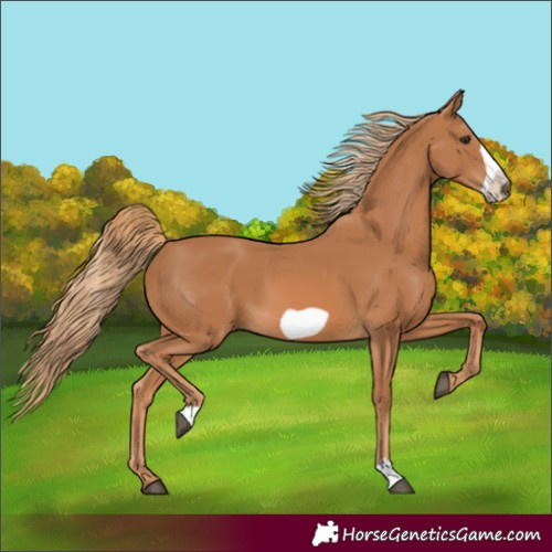 Horse Color:Chestnut Frame 