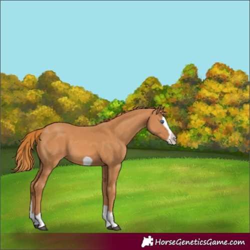 Horse Color:Chestnut Splash Frame 