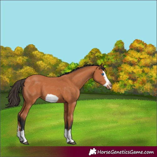 Horse Color:Bay Splash Frame 
