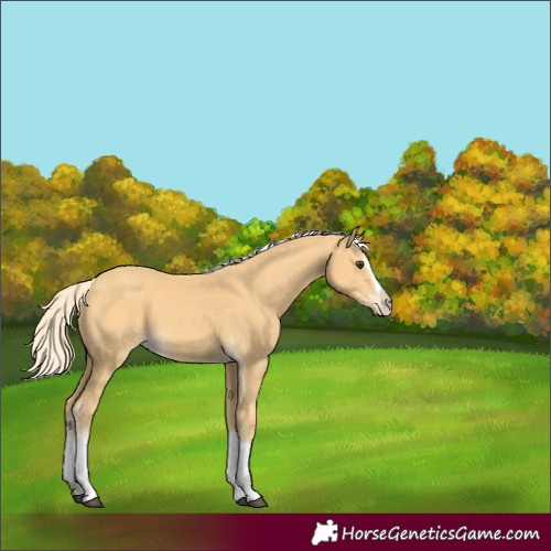 Horse Color:Palomino Splash Frame 