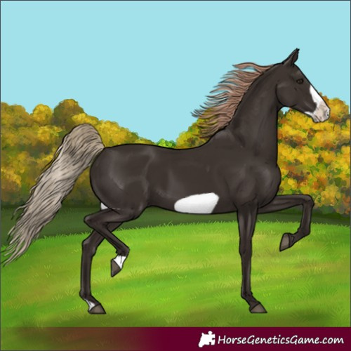 Horse Color:Liver Chestnut Frame 